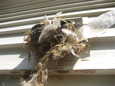 Dryer vent clogged by bird nest