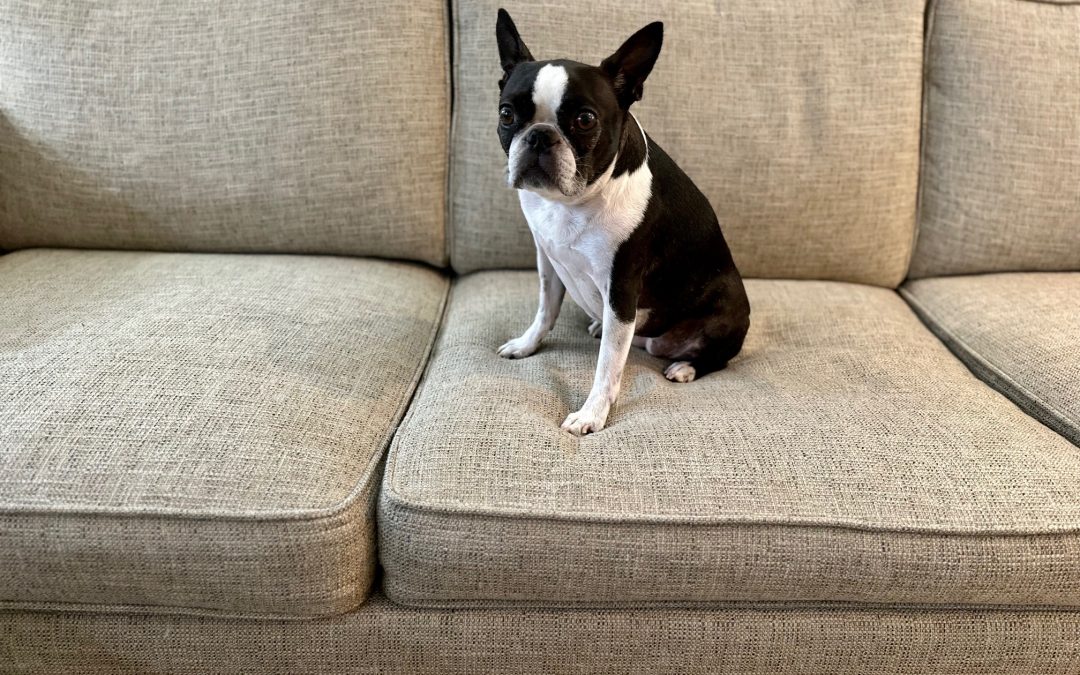 Upholstery & Furniture Cleaning in Seattle: Why DIY Methods Fail