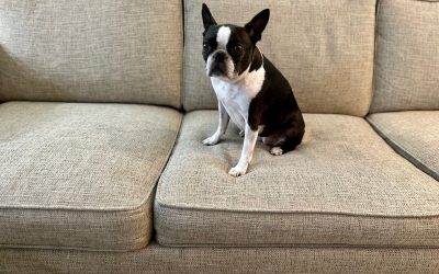 Upholstery & Furniture Cleaning in Seattle: Why DIY Methods Fail